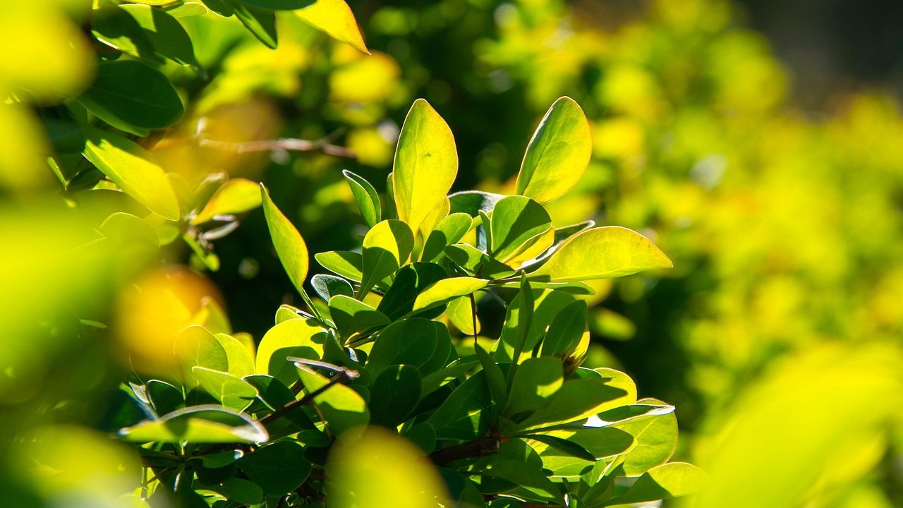 Grüne Blätter einer Hecke im Gegenlicht