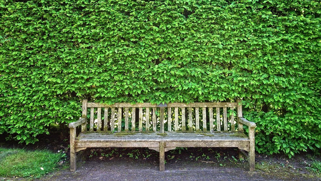 Holzbank vor einer geschnittenen Hecke