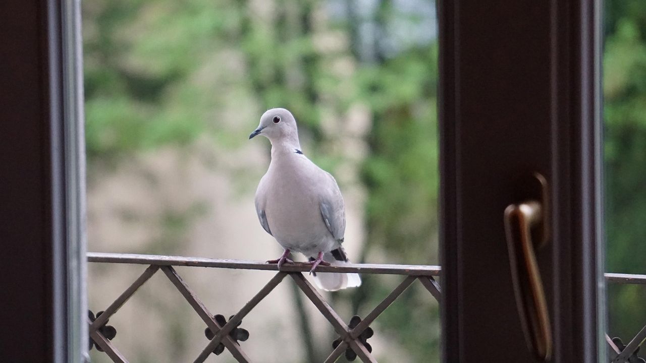 Taube auf einem Balkongeländer