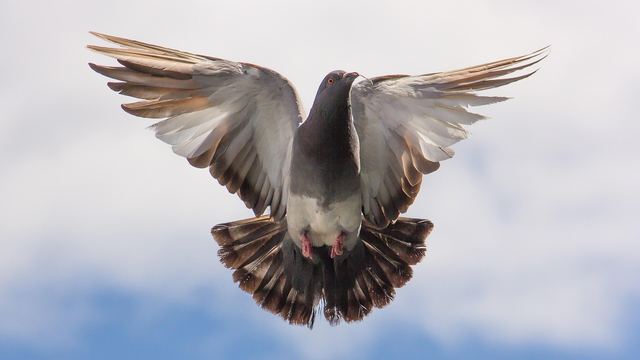 Fliegende Taube vor hellem Himmel