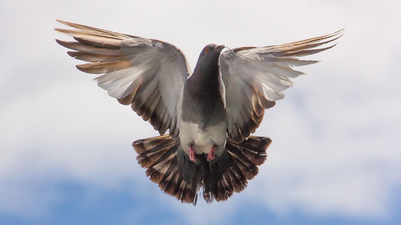 Fliegende Taube vor hellem Himmel